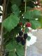 Southern Cal Blackberries
